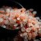 Pink Salt